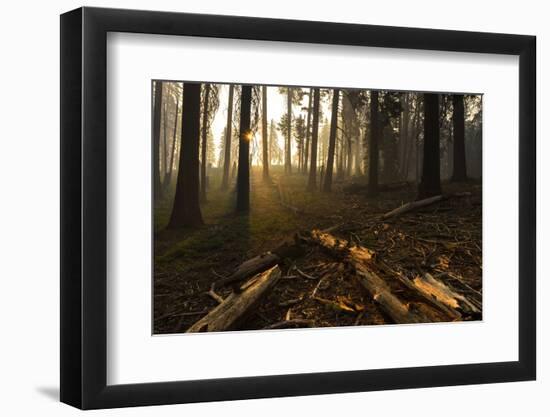 Sequoia and King's Canyon National Park, California-Marco Isler-Framed Photographic Print