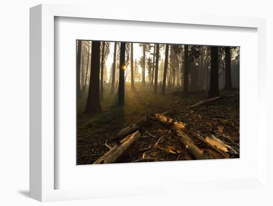 Sequoia and King's Canyon National Park, California-Marco Isler-Framed Photographic Print