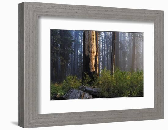 Sequoia and King's Canyon National Park, California-Marco Isler-Framed Photographic Print