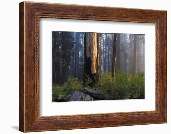 Sequoia and King's Canyon National Park, California-Marco Isler-Framed Photographic Print