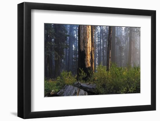 Sequoia and King's Canyon National Park, California-Marco Isler-Framed Photographic Print