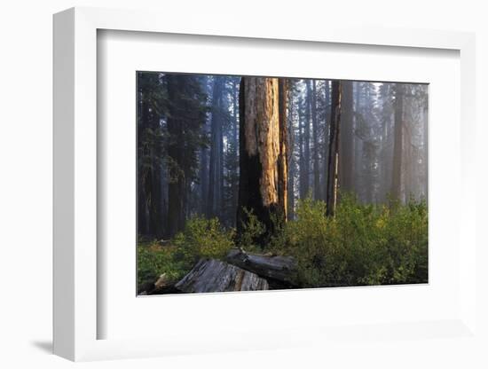 Sequoia and King's Canyon National Park, California-Marco Isler-Framed Photographic Print