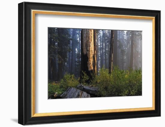 Sequoia and King's Canyon National Park, California-Marco Isler-Framed Photographic Print