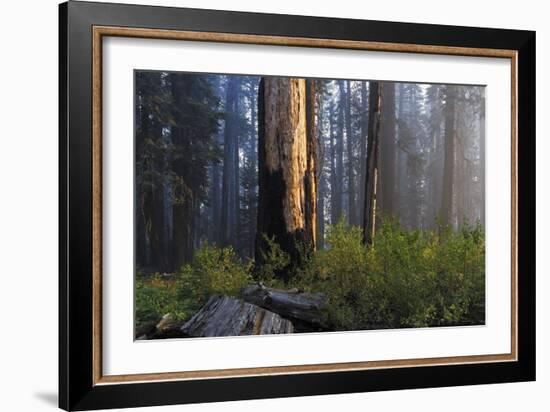 Sequoia and King's Canyon National Park, California-Marco Isler-Framed Photographic Print