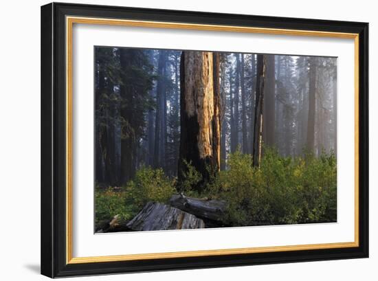 Sequoia and King's Canyon National Park, California-Marco Isler-Framed Photographic Print