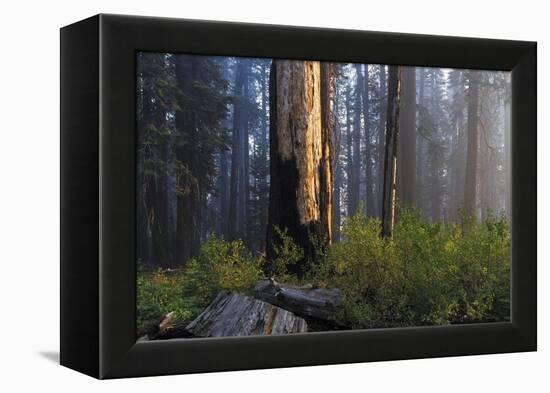 Sequoia and King's Canyon National Park, California-Marco Isler-Framed Premier Image Canvas