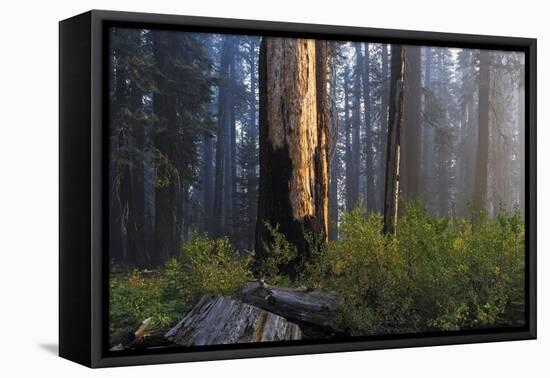 Sequoia and King's Canyon National Park, California-Marco Isler-Framed Premier Image Canvas