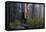 Sequoia and King's Canyon National Park, California-Marco Isler-Framed Premier Image Canvas