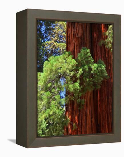 Sequoia Art-Philippe Sainte-Laudy-Framed Premier Image Canvas