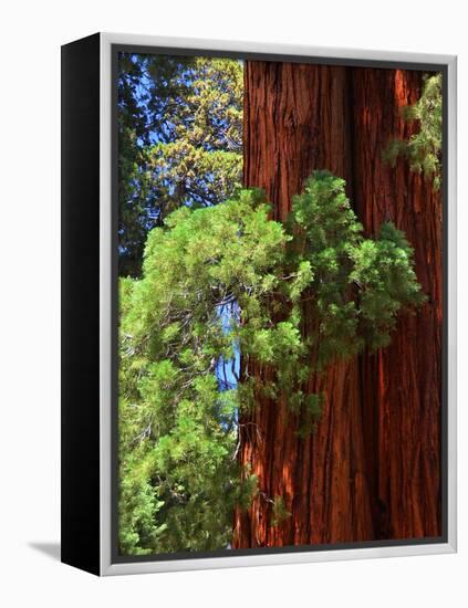 Sequoia Art-Philippe Sainte-Laudy-Framed Premier Image Canvas