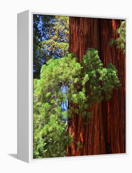 Sequoia Art-Philippe Sainte-Laudy-Framed Premier Image Canvas