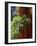 Sequoia Art-Philippe Sainte-Laudy-Framed Photographic Print