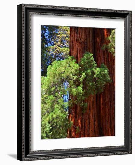 Sequoia Art-Philippe Sainte-Laudy-Framed Photographic Print