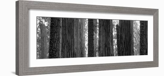 Sequoia Grove Sequoia National Park California Usa-null-Framed Photographic Print