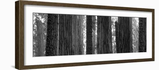 Sequoia Grove Sequoia National Park California Usa-null-Framed Photographic Print