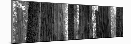 Sequoia Grove Sequoia National Park California Usa-null-Mounted Photographic Print