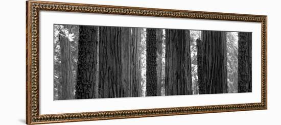 Sequoia Grove Sequoia National Park California Usa-null-Framed Photographic Print