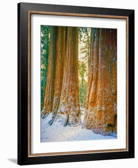 Sequoia Images, Snow, Sierra Nevada Mountains-Tom Till-Framed Photographic Print