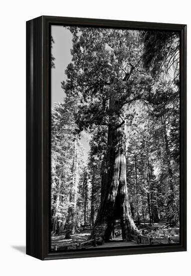 Sequoia - Mariposa Grove Museum - Yosemite National Park - Californie - United States-Philippe Hugonnard-Framed Premier Image Canvas