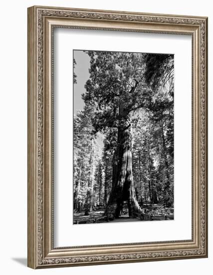 Sequoia - Mariposa Grove Museum - Yosemite National Park - Californie - United States-Philippe Hugonnard-Framed Photographic Print