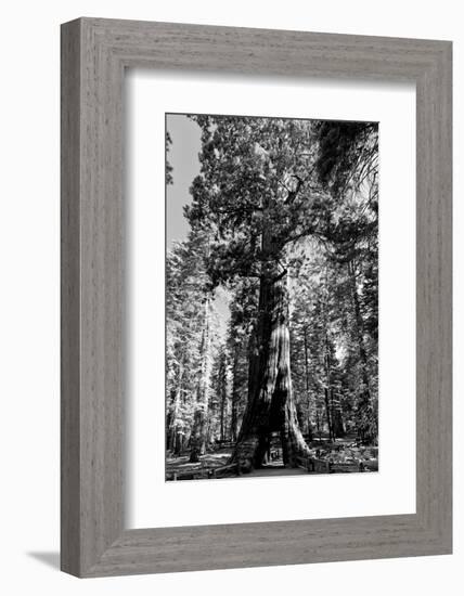 Sequoia - Mariposa Grove Museum - Yosemite National Park - Californie - United States-Philippe Hugonnard-Framed Photographic Print