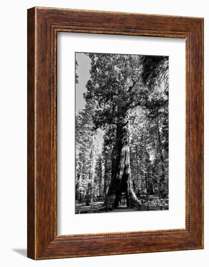 Sequoia - Mariposa Grove Museum - Yosemite National Park - Californie - United States-Philippe Hugonnard-Framed Photographic Print