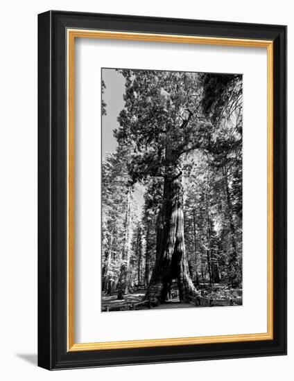 Sequoia - Mariposa Grove Museum - Yosemite National Park - Californie - United States-Philippe Hugonnard-Framed Photographic Print