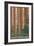 Sequoia National Forest, CA Redwood Trees-Lantern Press-Framed Art Print