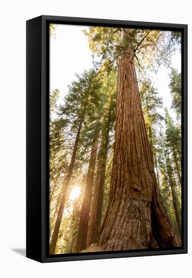 Sequoia National Park, California: Evening Light On The Giant Sequoia Trees-Ian Shive-Framed Premier Image Canvas