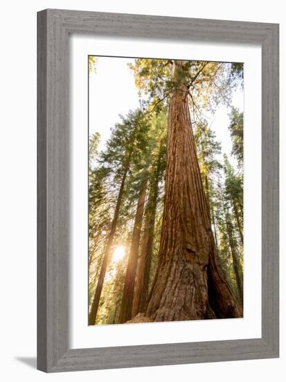 Sequoia National Park, California: Evening Light On The Giant Sequoia Trees-Ian Shive-Framed Photographic Print