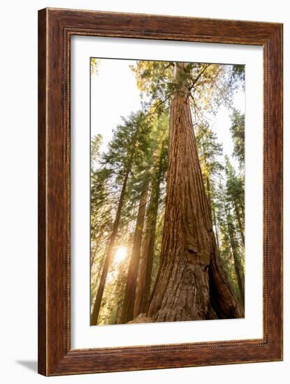 Sequoia National Park, California: Evening Light On The Giant Sequoia Trees-Ian Shive-Framed Photographic Print