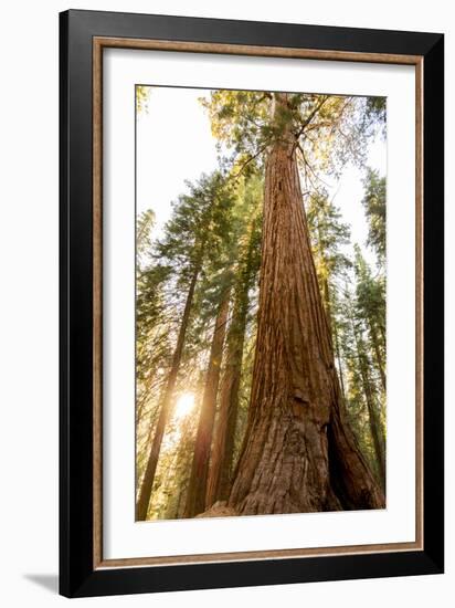 Sequoia National Park, California: Evening Light On The Giant Sequoia Trees-Ian Shive-Framed Photographic Print