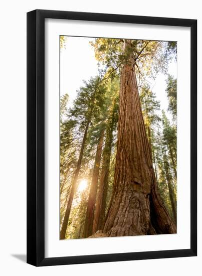 Sequoia National Park, California: Evening Light On The Giant Sequoia Trees-Ian Shive-Framed Photographic Print