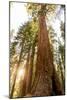 Sequoia National Park, California: Evening Light On The Giant Sequoia Trees-Ian Shive-Mounted Photographic Print