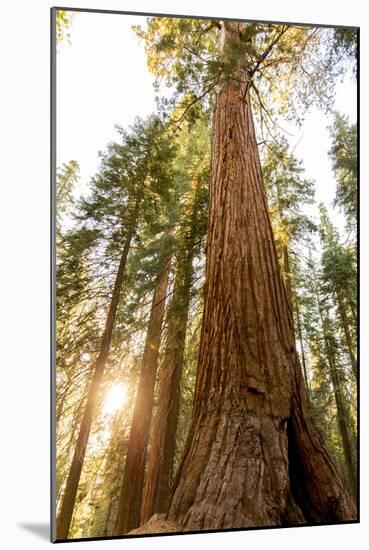 Sequoia National Park, California: Evening Light On The Giant Sequoia Trees-Ian Shive-Mounted Photographic Print