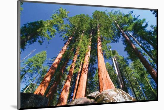 Sequoia National Park I-null-Mounted Art Print