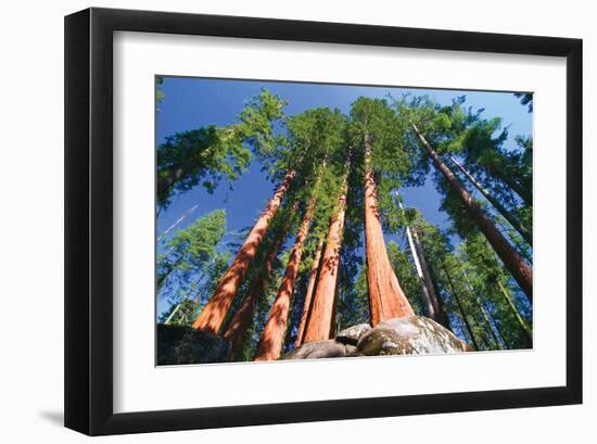 Sequoia National Park I-null-Framed Art Print
