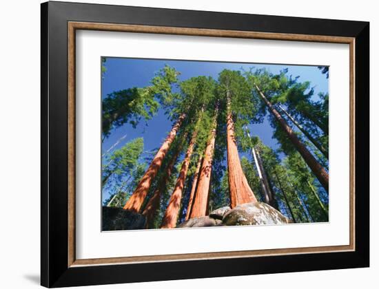 Sequoia National Park I-null-Framed Art Print