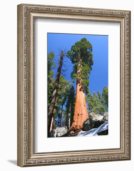 Sequoia National Park II-null-Framed Art Print