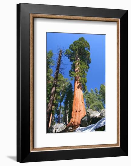 Sequoia National Park II-null-Framed Art Print