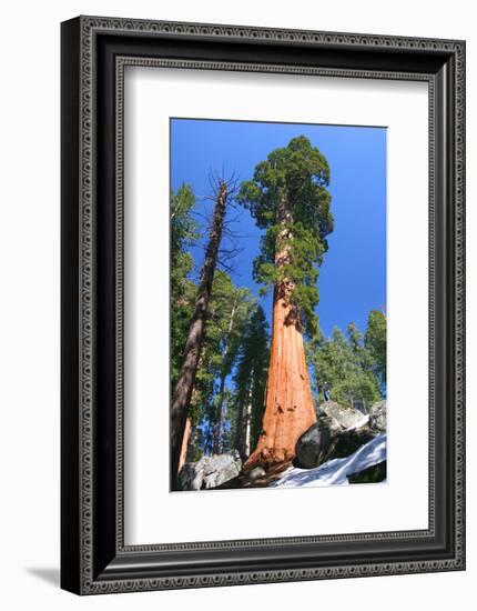 Sequoia National Park II-null-Framed Art Print