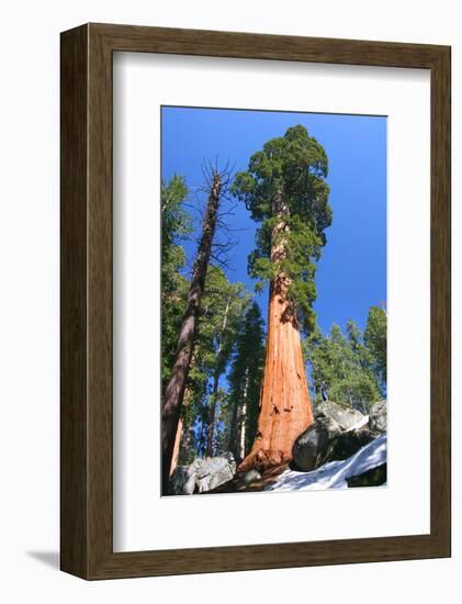 Sequoia National Park II-null-Framed Art Print