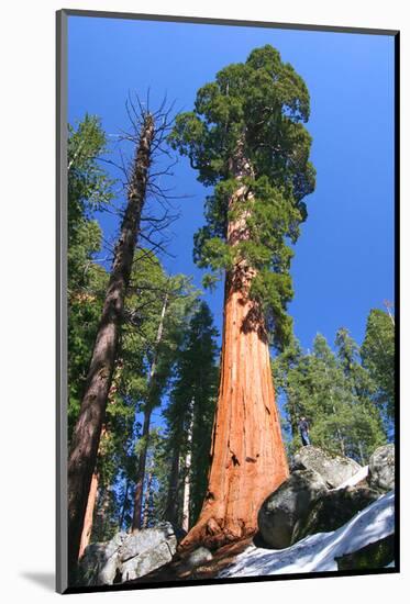Sequoia National Park II-null-Mounted Art Print