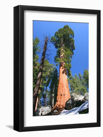 Sequoia National Park II-null-Framed Art Print