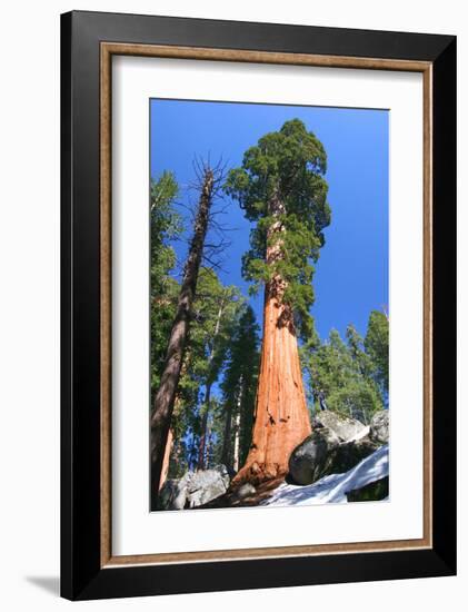 Sequoia National Park II-null-Framed Art Print