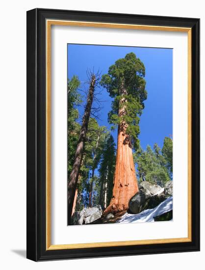 Sequoia National Park II-null-Framed Art Print