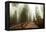 Sequoia National Park in USA-Andrushko Galyna-Framed Premier Image Canvas