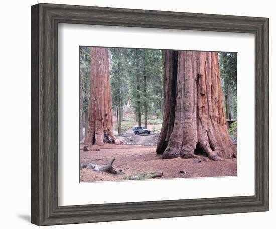 Sequoia Trees 1-NaxArt-Framed Art Print