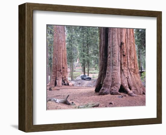 Sequoia Trees 1-NaxArt-Framed Art Print