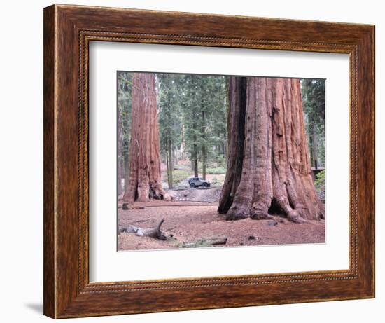 Sequoia Trees 1-NaxArt-Framed Art Print